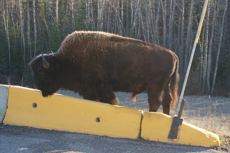 Bison by the side of the road